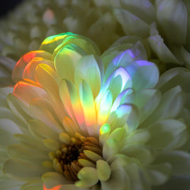 Discover fine minerals, polished crystals, elegant jewelry, and curated vintage collectibles. Premium pieces, fast shipping, and trusted quality.